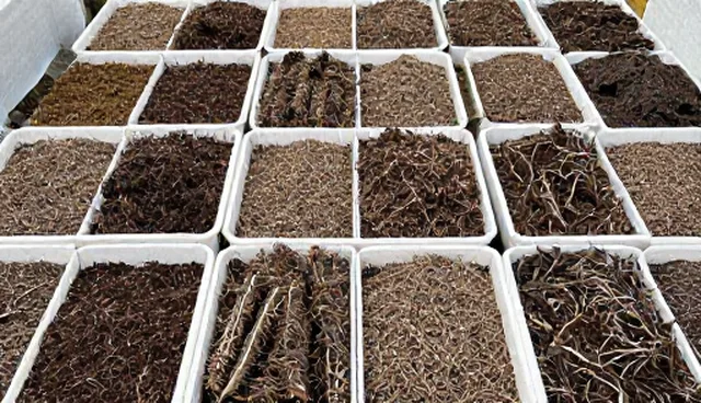 农产品加工选型关注点及种植维护要点解析